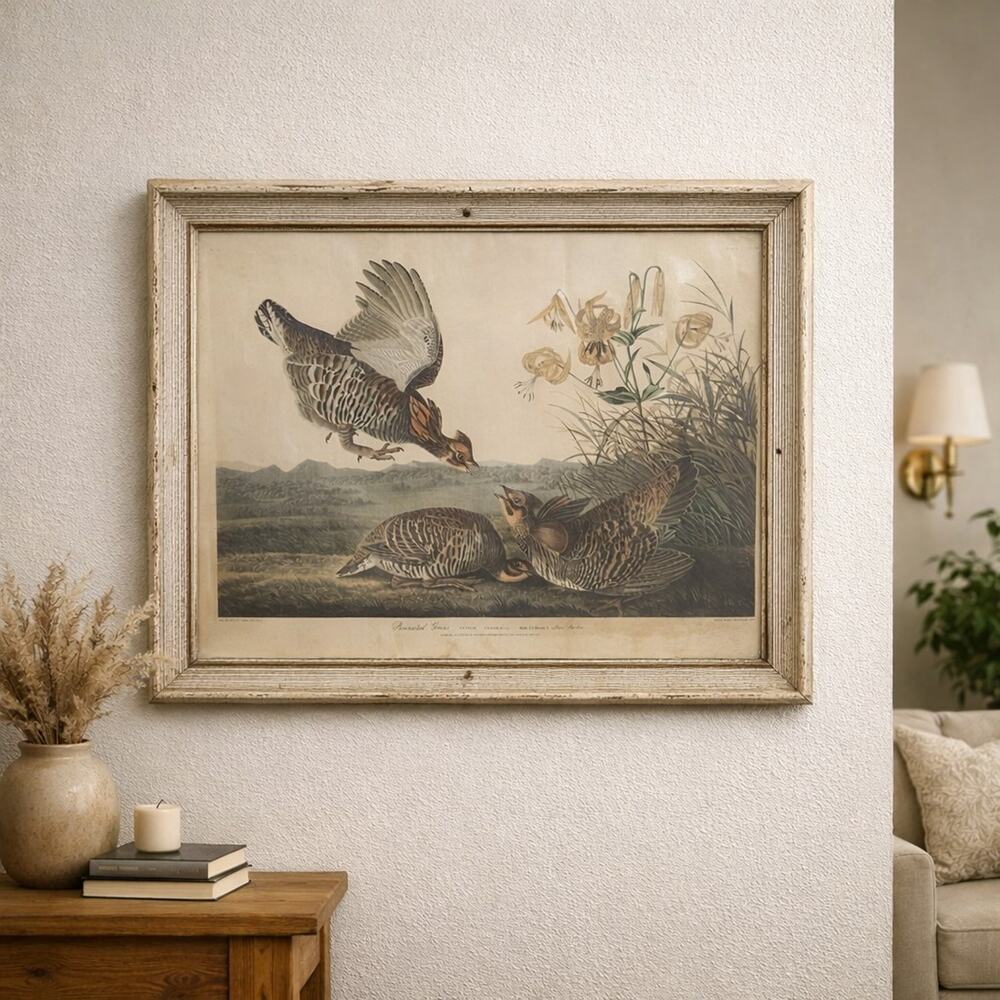 Vintage Audubon Print in Vintage Vintage Frame Pinnated Grouse